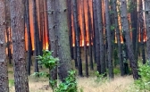 Potężny pożar lasu pod Gorzowem [zdjęcia]