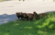 Dziki w Gorzowie zostaną odstrzelone