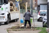 W Gorzowie sadzą drzewa! W mieście pojawią 222 nowe nasadzenia [zdjęcia]