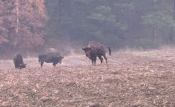 Trafił na stado żubrów i wyjął telefon. Czytelnik nagrał zwierzęta w Nadleśnictwie Smolarz