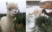 Choinka dla Alpaki. Czas na zbiórkę świątecznych drzewek w Gorzowie