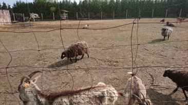 Zaniedbania w mini zoo koło Gorzowa [zdjęcia]