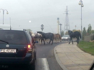 Konie biegały po ulicy Grobla