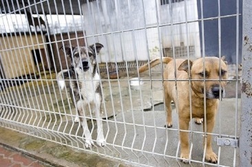 Bezdomne psy będą miały nowego opiekuna