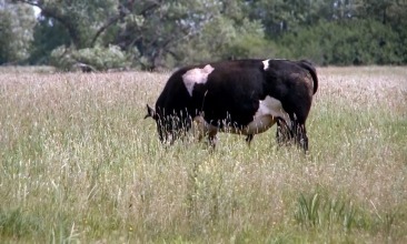 Krowy nie zostaną zabite, ale… [film]