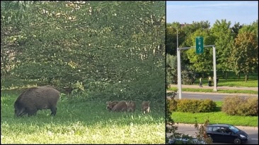 Obława na dziki w parku Górczyńskim