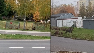 Dziki czują się coraz swobodniej w mieście. Pojawiły się przed bramą przedszkola [film]