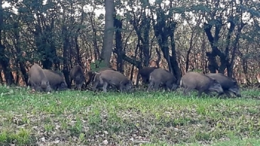 Gorzów walczy z dzikami. Przez rok odstrzelono 139 zwierząt 