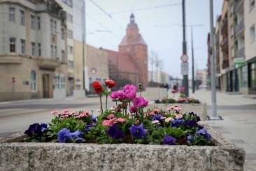 Gorzów rozkwita na wiosnę