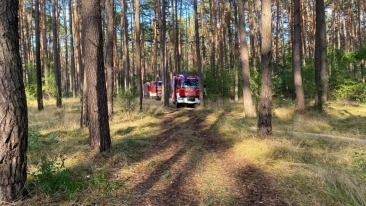 Pożar lasu niedaleko Gorzowa. W akcji samoloty gaśnicze