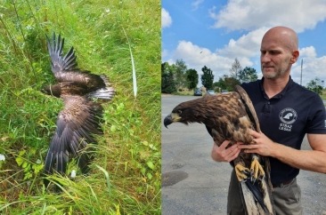 Leśnicy spod Gorzowa uratowali orła bielika