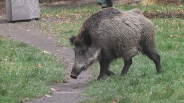 Czytelniczka: Na Zakanalu jest tyle dzików, że strach wyjść z domu