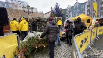 Ogromna kolejka mieszkańców Gorzowa po darmowe choinki