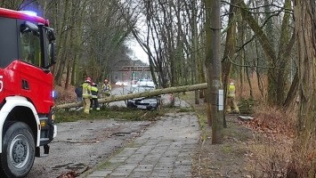 Wiatr łamie drzewa i gałęzie. Są przerwy w dostawie prądu [zdjęcia]