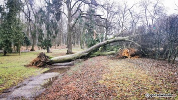 Alert RCB: Uwaga na silny wiatr