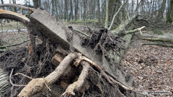 Gorzów: Orkan Eunice sieje spustoszenie. Połamane drzewa, zerwane dachy, brak prądu