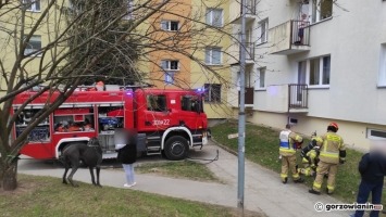 Pożar w mieszkaniu na Górczynie. Strażacy ewakuowali psa