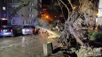 Wyrwane z korzeniami drzewo zniszczyło auta. Mieszkaniec Gorzowa walczy o odszkodowanie