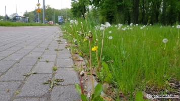 Gorzów: Będzie mniej koszenia traw w mieście