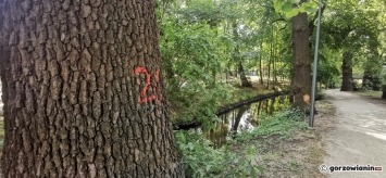 Kilkadziesiąt drzew nad Kłodawką pójdzie do wycinki [zdjęcia]