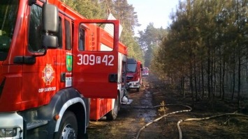 Pożar lasu niedaleko Gorzowa