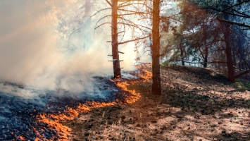 Ściółka w lesie sucha jak pieprz. O tragedię nietrudno 