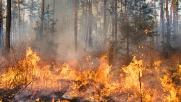 Pali się las koło Gorzowa. Ktoś podłożył ogień w kilku miejscach