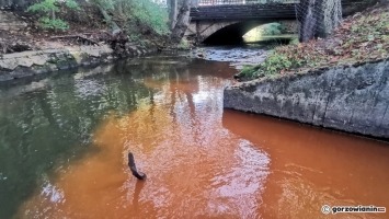 Gorzów: Woda w Kłodawce jest brązowa. Coś zanieczyściło rzekę [zdjęcia]