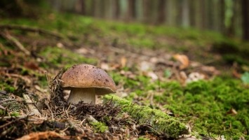 Wysyp grzybów w podgorzowskich lasach. Jakie są obecnie ceny grzybów?