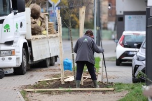 W Gorzowie sadzą drzewa! W mieście pojawią 222 nowe nasadzenia [zdjęcia]