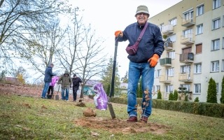 Seniorzy z Gorzowa posadzili 15 dębów szypułkowych