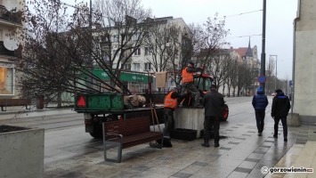 Ruszyło wielkie przesadzanie drzew z betonowych donic na deptaku