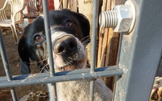 Kolejny pies odebrany właścicielom. Żył w skandalicznych warunkach [zdjęcia]