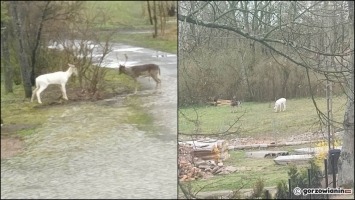 Niezwykły gość na podwórku. To daniel albinos [zdjęcia]