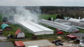 Pożar fermy drobiu niedaleko Gorzowa [zdjęcia]