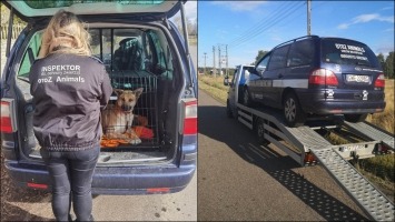 Animalsobus pilnie potrzebny! Obecne auto do ratowania zwierząt jest w rozsypce 