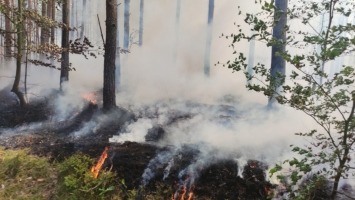 Gorzów: Ściółka sucha jak pieprz. Najwyższy stopień zagrożenia pożarowego w lasach