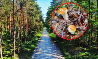 Pierwsze grzyby pojawiły się w lasach koło Gorzowa