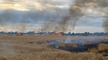 Pożar zboża na pniu koło Gorzowa. W akcji 9 zastępów straży pożarnej