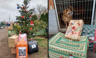 Psiaki ze schroniska w Gorzowie zasypane prezentami od Mikołajów