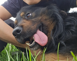 On szuka nowego domu. Poznajcie Karu