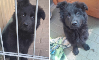 Puchata kuleczka z gorzowskiego schroniska szuka nowego domu