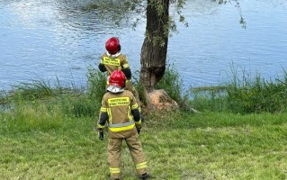 Gorzów: Bobry dały się we znaki nad Wartą. Strażacy ścięli drzewo 