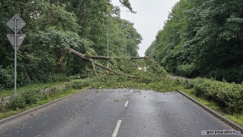 Gorzów: Silny wiatr łamał drzewa. Wiele dróg było zablokowanych