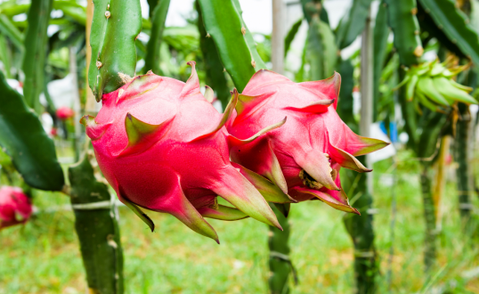 Ciekawe fakty i cechy egzotycznych owoców