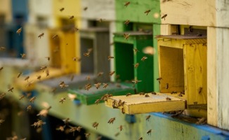 Groźna choroba pszczół w powiecie gorzowskim. Zagrożone całe pasieki