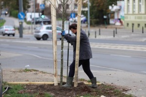 Obywatelska zielona inwestycja. W Gorzowie zostanie posadzonych 47 nowych drzew