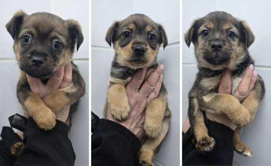 Szczeniaki sprzedawane na giełdzie w Gorzowie. Interweniowała policja