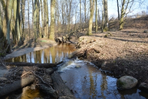 Srebrna kiedyś tonęła w śmieciach. Dziś to dziki szlak, który może stać się rezerwatem