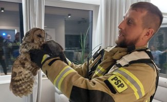 Sowa utknęła w kominie. Na pomoc ruszyli strażacy